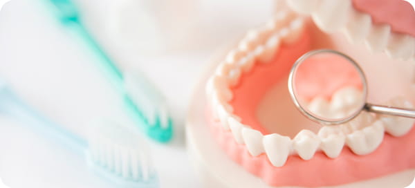 歯の模型と歯科用ミラー、歯ブラシが並んでいる